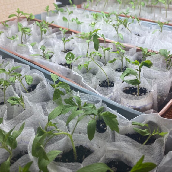 Мішечки для розсади біорозкладні 0.35л (12*12) із спанбонду | Зображення 4