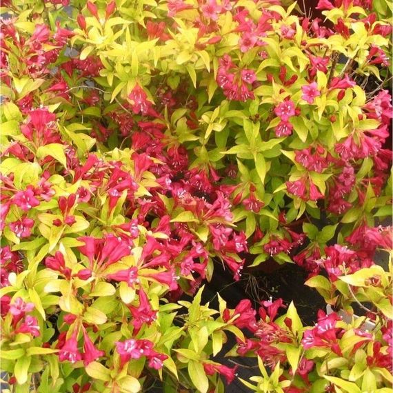 Вейгела "Aurea" (Weigela Florida) | Зображення 2