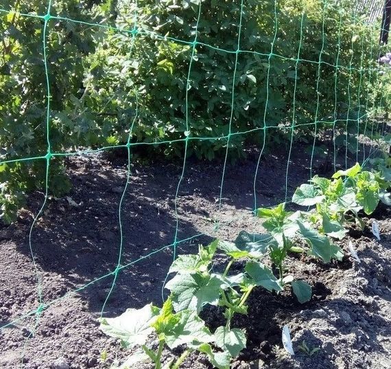 Шпалерна сітка 5 х 1,7 м | Зображення 1