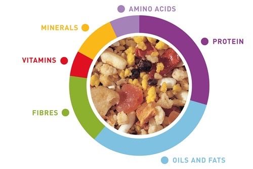 М'який корм для середніх папуг Padovan Tropical Patee, 700 гр | Зображення 1