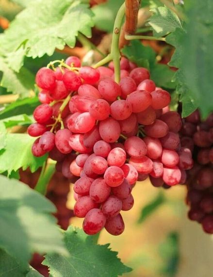 Виноград Вавілон (ранній термін дозрівання) | Зображення 1