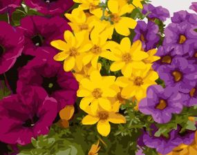 Різнобарвна клумба