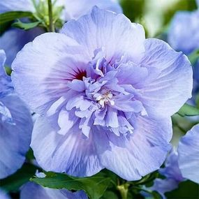 Гібіскус Сірий Blue Chiffon (саджанці)