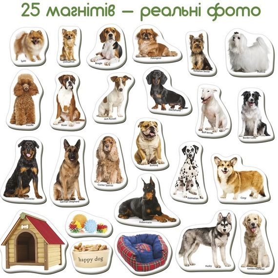 Дитячий розвиваючий набір магнітів "Породи собак" ML4031-20EN 24 фотомагніти | Зображення 1
