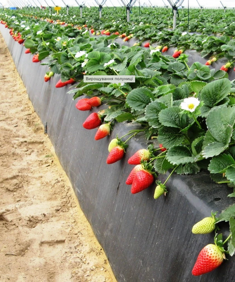 Агроволокно 42 г/м2 3,2х10 метрів чорне пакетоване від бур'янів | Зображення 7