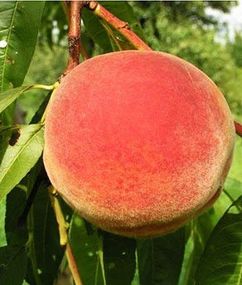 Персик Саммер Гло Ловель (середній)