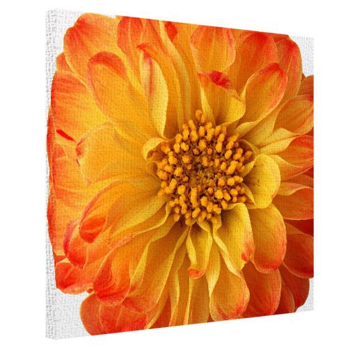 Картина на холсте Георгина 40x50 см (H5050_TSV016)