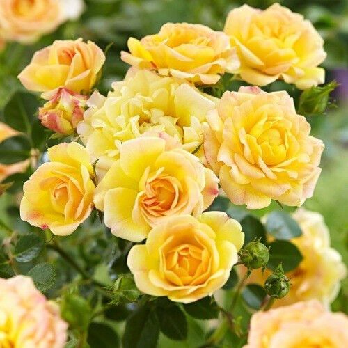 Троянда Yellow Fairy (саджанці)