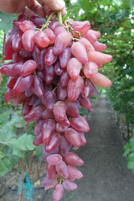 Виноград Фламенко