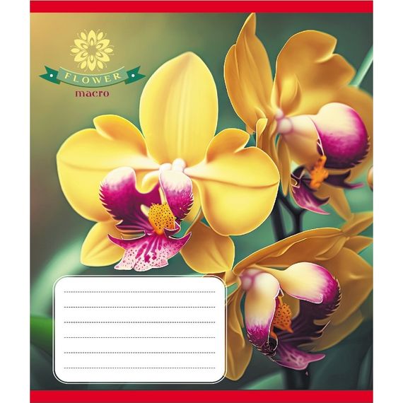 Зошит учнівський "Орхідея" 036-570137K-1 в клітинку, 36 аркушів