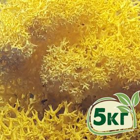 Стабілізований мох ягель Жовтий лимонний 5 кг