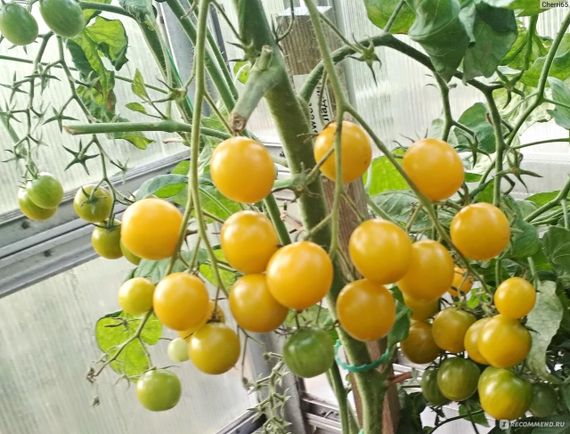Насіння томату Черрі вишенька жовта 30 шт. | Зображення 2