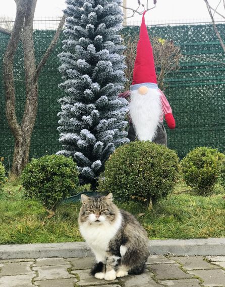 Ялинка Альпійська вузька 220 см засніжена | Зображення 2