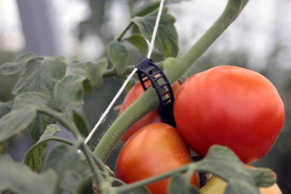 Кліпси для кріплення рослин, Bato, (Нідерланди), 21мм, 11500 | Зображення 1