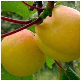 Абрикос ананасний Дима (ранній)