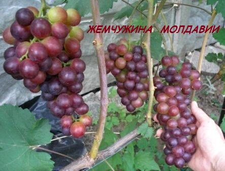 Саджанці винограду Перлиналада Молді