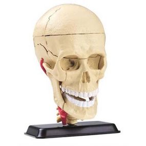 Набір для експериментів EDU-Toys Набір для досліджень Модель черепа с нервами сборная, 9 см (SK010)