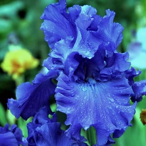 Ірис Blue Crusader (кореневища)