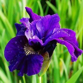 Ірис Siberica Ruffled Velvet (кореневища)