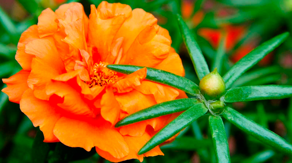 Насіння Портулак махровий 0,01 г (500 шт.) | Зображення 1