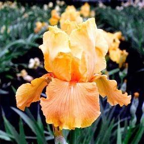 Ірис Apricot Silk (кореневища)