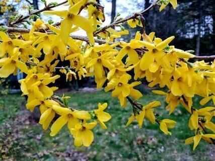 Форзиція європейська "Lynwood Gold" | Зображення 1