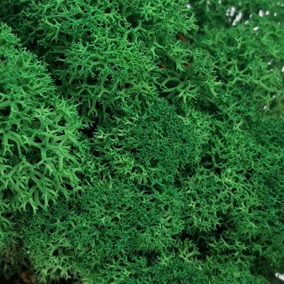 Очищенный стабилизированный мох ягель Nordic moss Зеленый травяной темный 1 кг | Зображення 4
