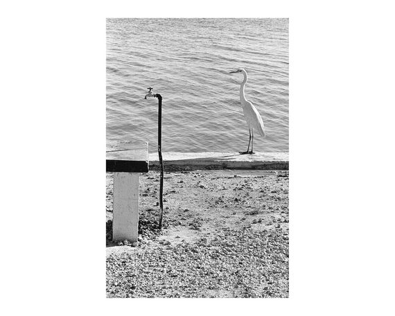 Легендарные фотографы современности книга лучших фотографий Эллиотта Эрвитта Elliott Erwitt: Personal Best | Зображення 5