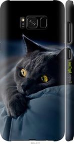 Чохол на Samsung Galaxy S8 Plus Димчастий кіт "825m-817-2448"