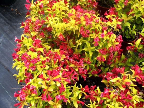 Вейгела "Aurea" (Weigela Florida)