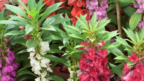 Насіння Бальзамін 0,5 г (Насіння країни) | Зображення 2