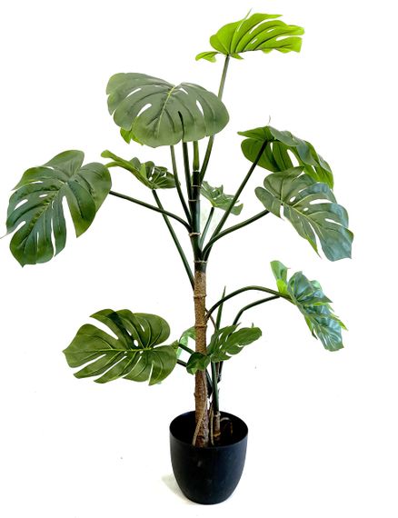 Монстера штучна 115 см у горщику