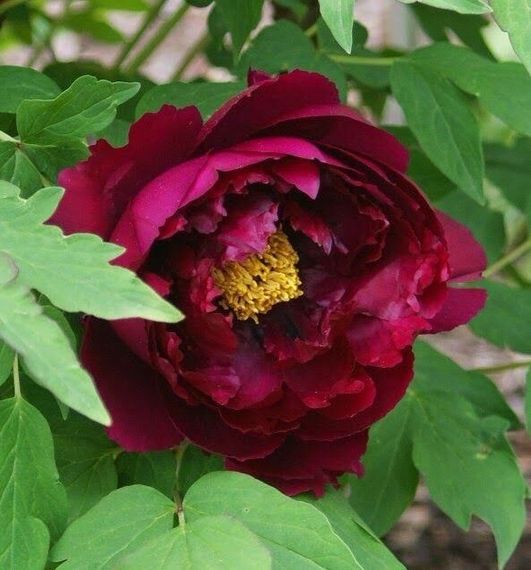 Півонія Fragrant Champion Guan Qun Fang деревоподібна (саджанці)