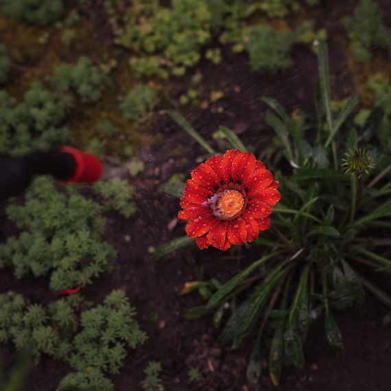 Обприскувач пневматичний Flora 8 л (5003234) | Зображення 3