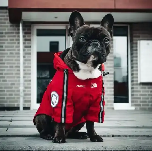 Куртка ветровка з тонкою підкладкою водонепроникна the dog face для собак червона XL  розмір | Зображення 8