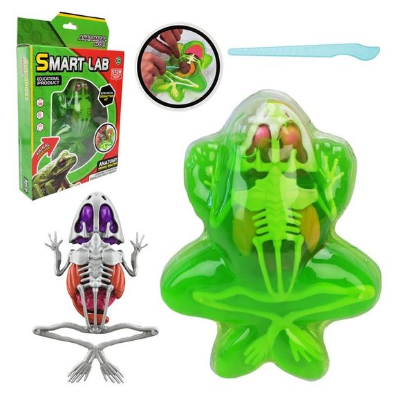 Дитячий лабораторнний набір Жаба 801B, скелет, внутрішні органи