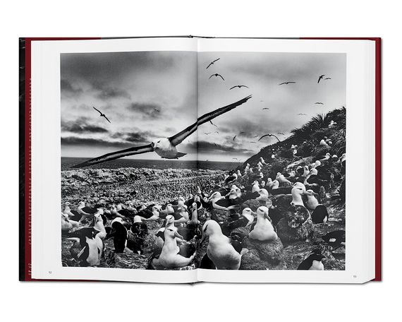 Подарункові книги для фотографів Sebastiao Salgado. Genesis альбоми відомих фотографів Себастьян Сальгадо | Зображення 4
