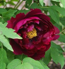 Півонія Fragrant Champion Guan Qun Fang деревоподібна (саджанці)
