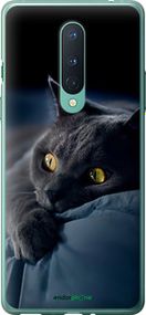 Чохол на OnePlus 8 Димчастий кіт "825u-1902-2448"