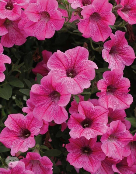 Насіння Петунія Троянда небес 0,05 г (500 шт.) | Зображення 1