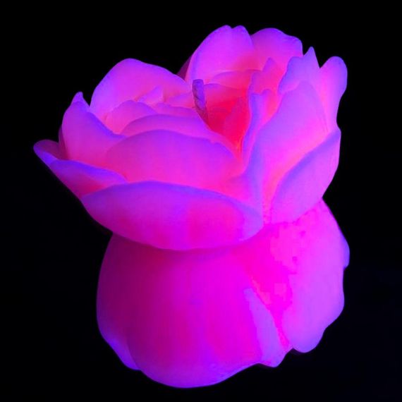Cвiчка люмінісцентна низькотемпературна GlowKink рожева, L Sex Aura | Зображення 3