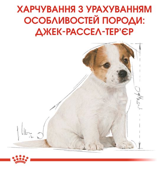 Сухий корм Royal Canin Jack Russel Terrier Puppy для цуценят до 10 місяців. 1.5 кг | Зображення 2