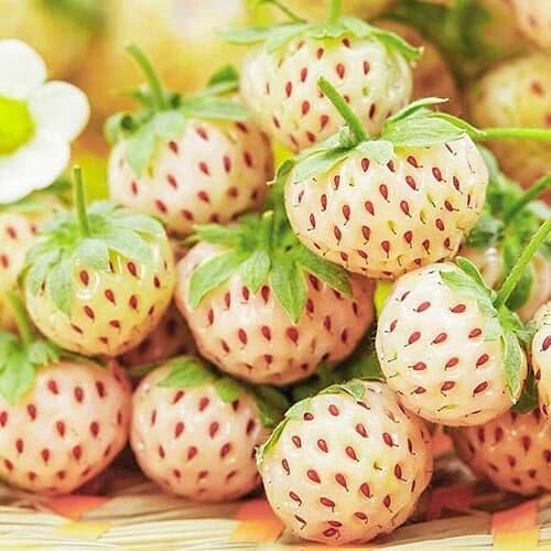 Полуниця Пойнберрі 5 шт (Pineberry) (ремонтантний сорт)