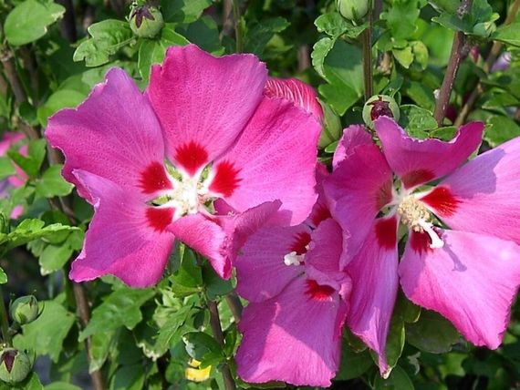 Гібіскус Сірий Woodbridge (саджанці) | Зображення 1