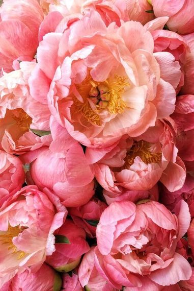 Півонія Coral Charm (змінює колір) (кореневища) | Зображення 2