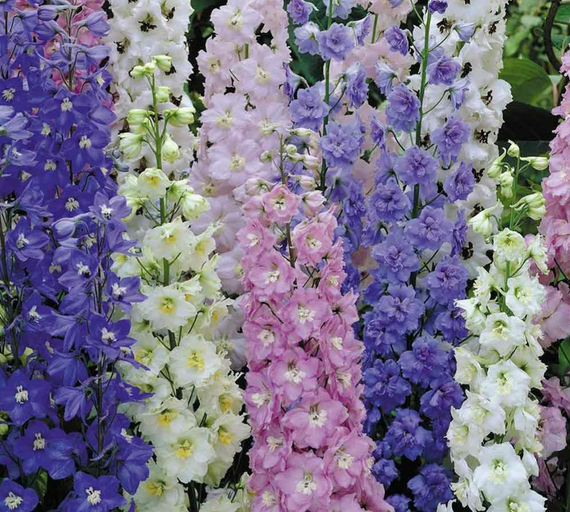 Насіння Дельфініум 1 г (Насіння країни) | Зображення 1