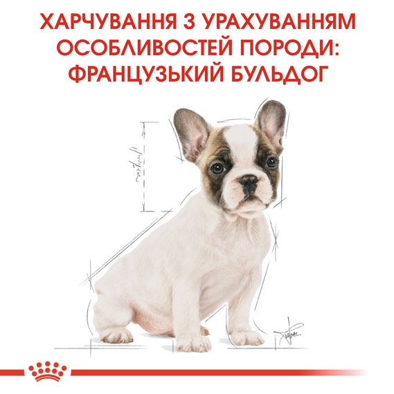 Сухий корм Royal Canin French Bulldog Puppy для цуценят до 12 місяців. 1 кг | Зображення 2