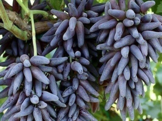 Виноград Відьмині пальці (Witch Fingers)