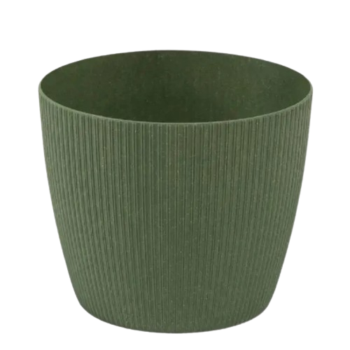 Вазон Магнолія Джампер 11см авокадо Ламела