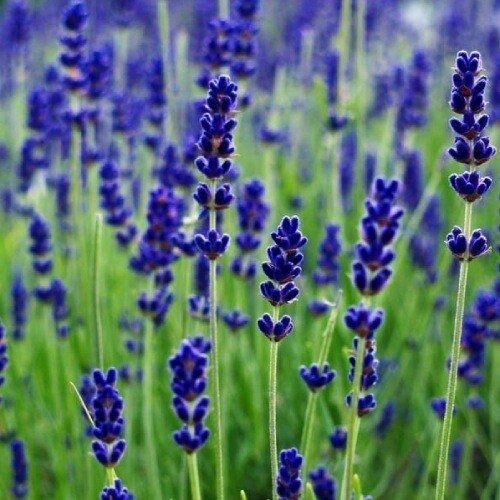 Лаванда Grosso (сажани) | Зображення 2